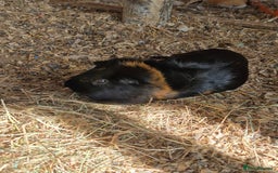 Guinea Pig rodents for sale: Guinea pigs and rabbit - Image 2