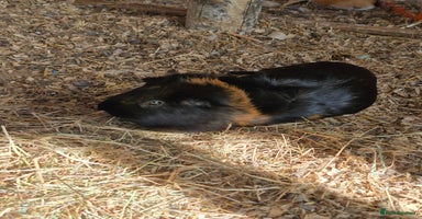 Guinea Pig rodents - Advert 4