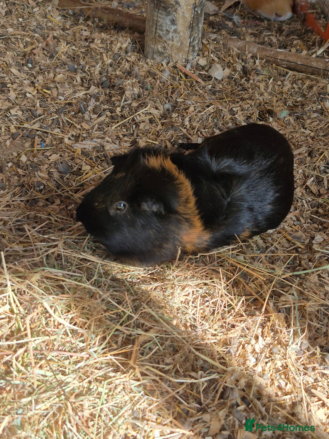 Guinea Pig rodents for sale: Guinea pigs and rabbit - Image 2