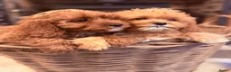 Cavapoo dogs for sale: Stunning F1 Health Tested Darlings  - Advert 12