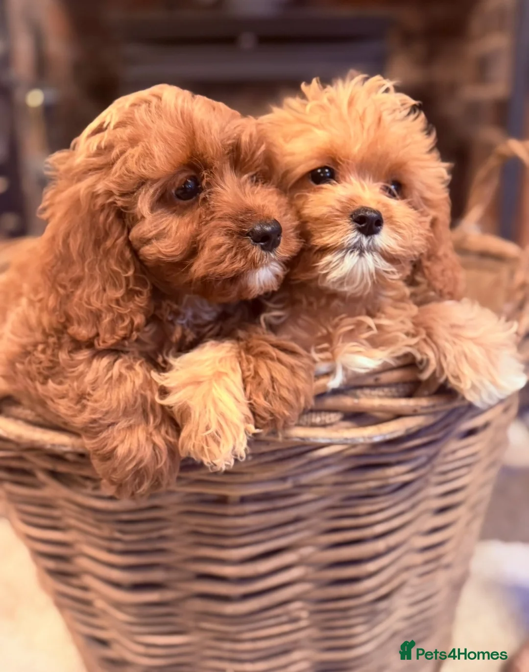 Cavapoo dogs for sale: Stunning F1 Health Tested Darlings  - Advert 12
