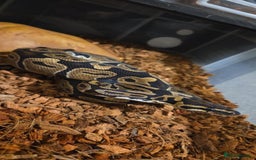 Python Snake reptiles for sale: Royal ball python For Rehoming - Advert 2