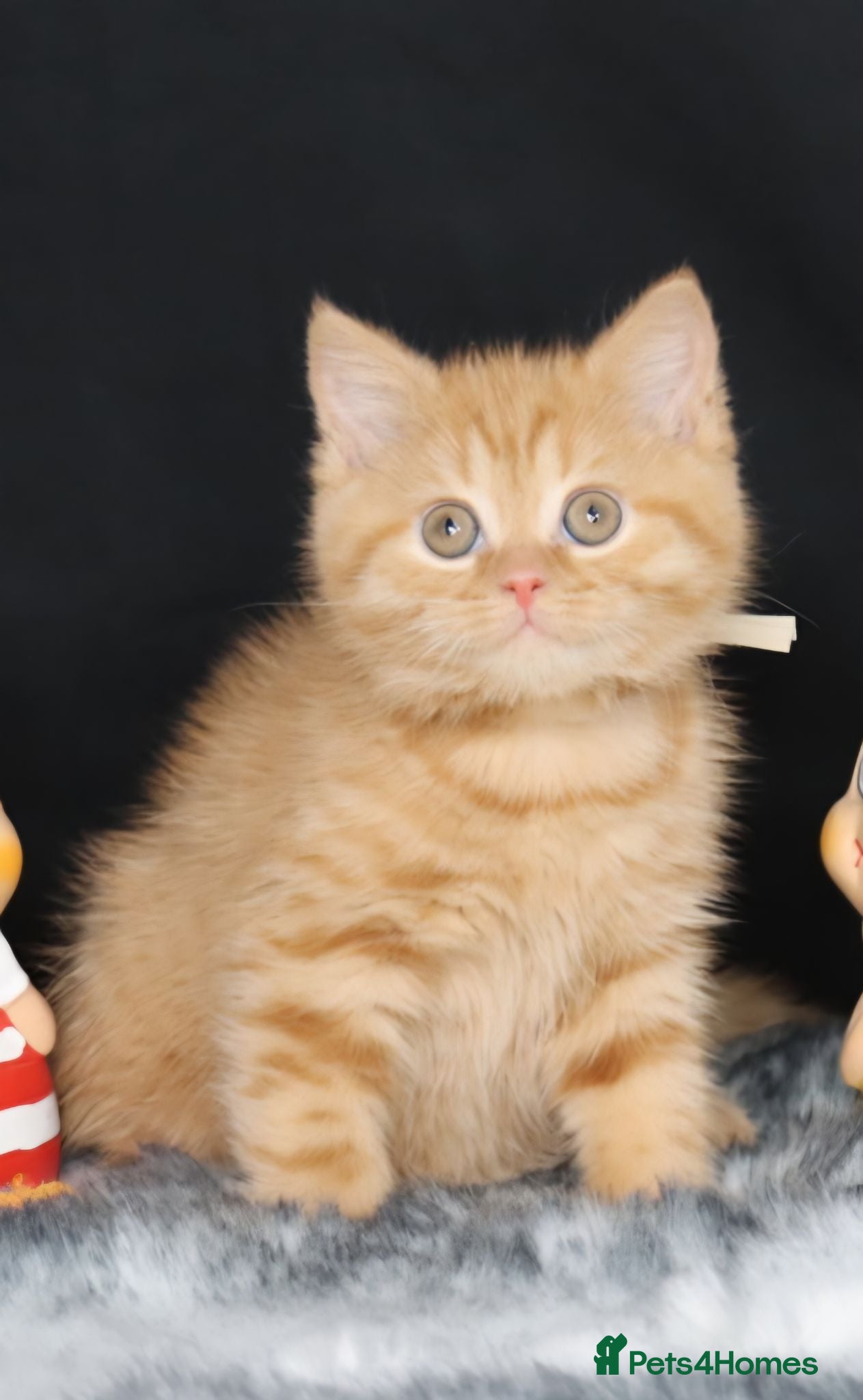 British Shorthair cats Tica registered British Shorthaired kittens  - Advert 1