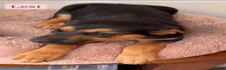 Mixed Breed dogs for sale:  Stunning Rottweiler × German Shepherd Puppies - Advert 26