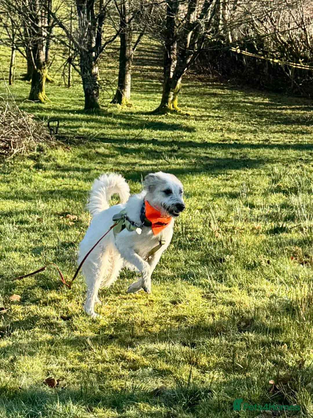 Lurcher dogs for adoption: KALLIE - 1 year, playful/loves dogs/energetic - Advert 34