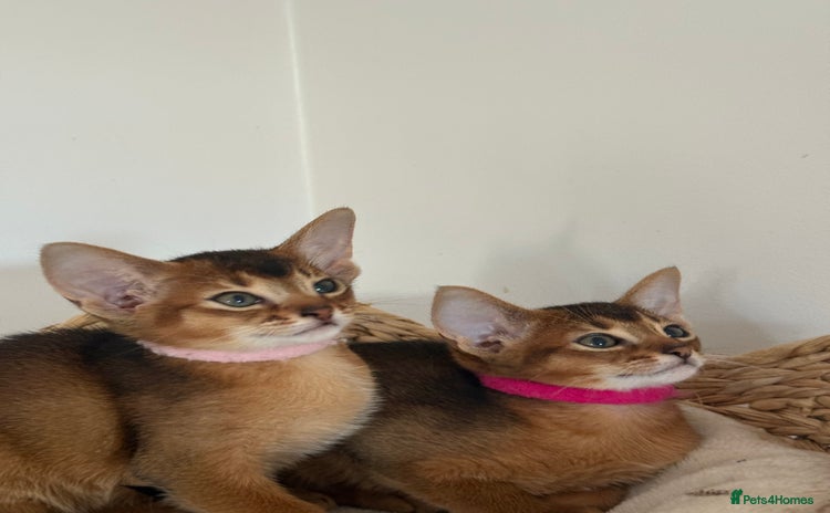 Abyssinian cats - Advert 2