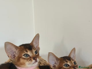 Abyssinian cats - Advert 13
