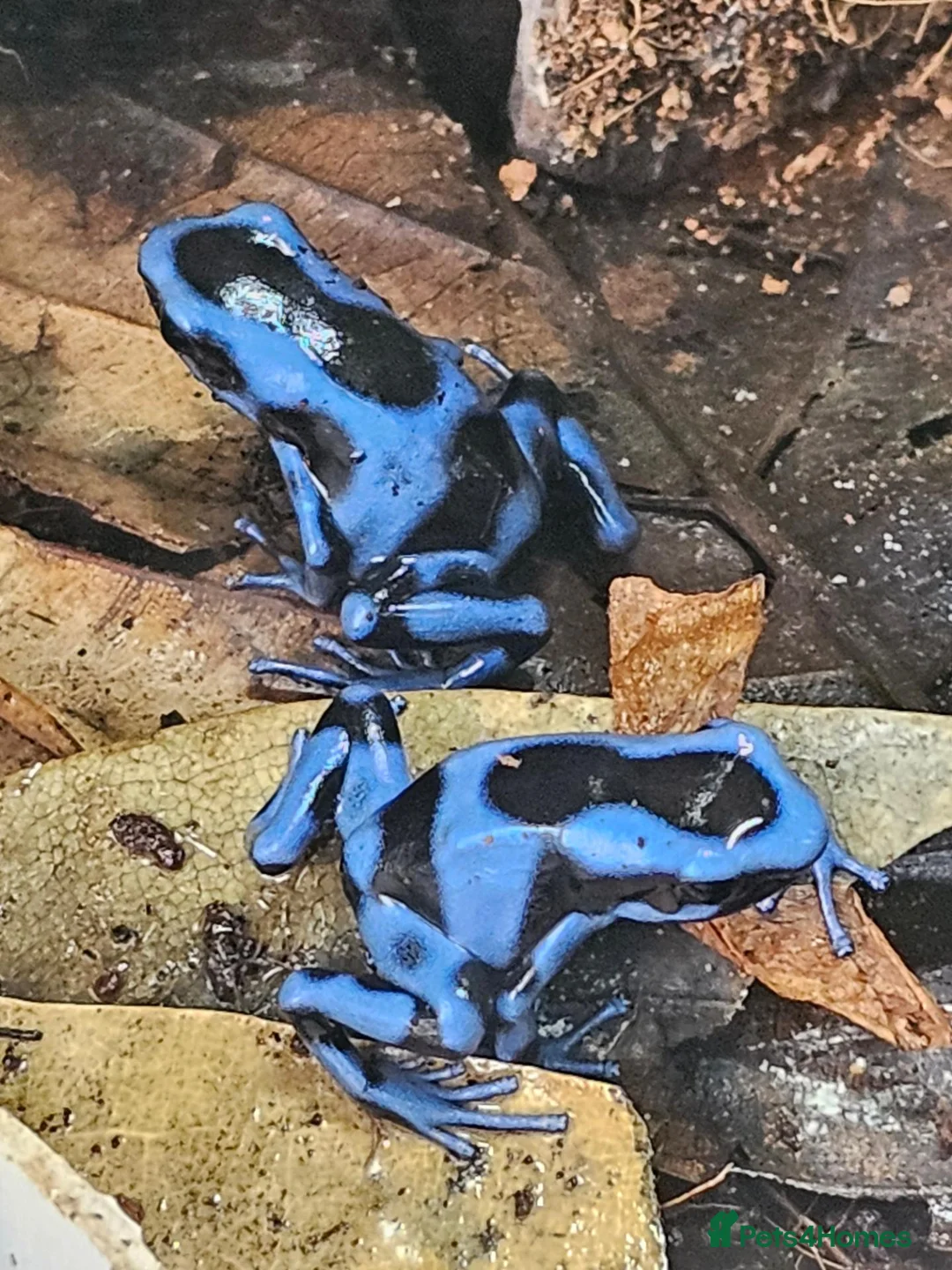 Frog reptiles for sale: Blue/black auratus x9 - Advert 1