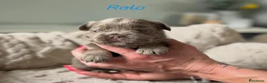 Rolo