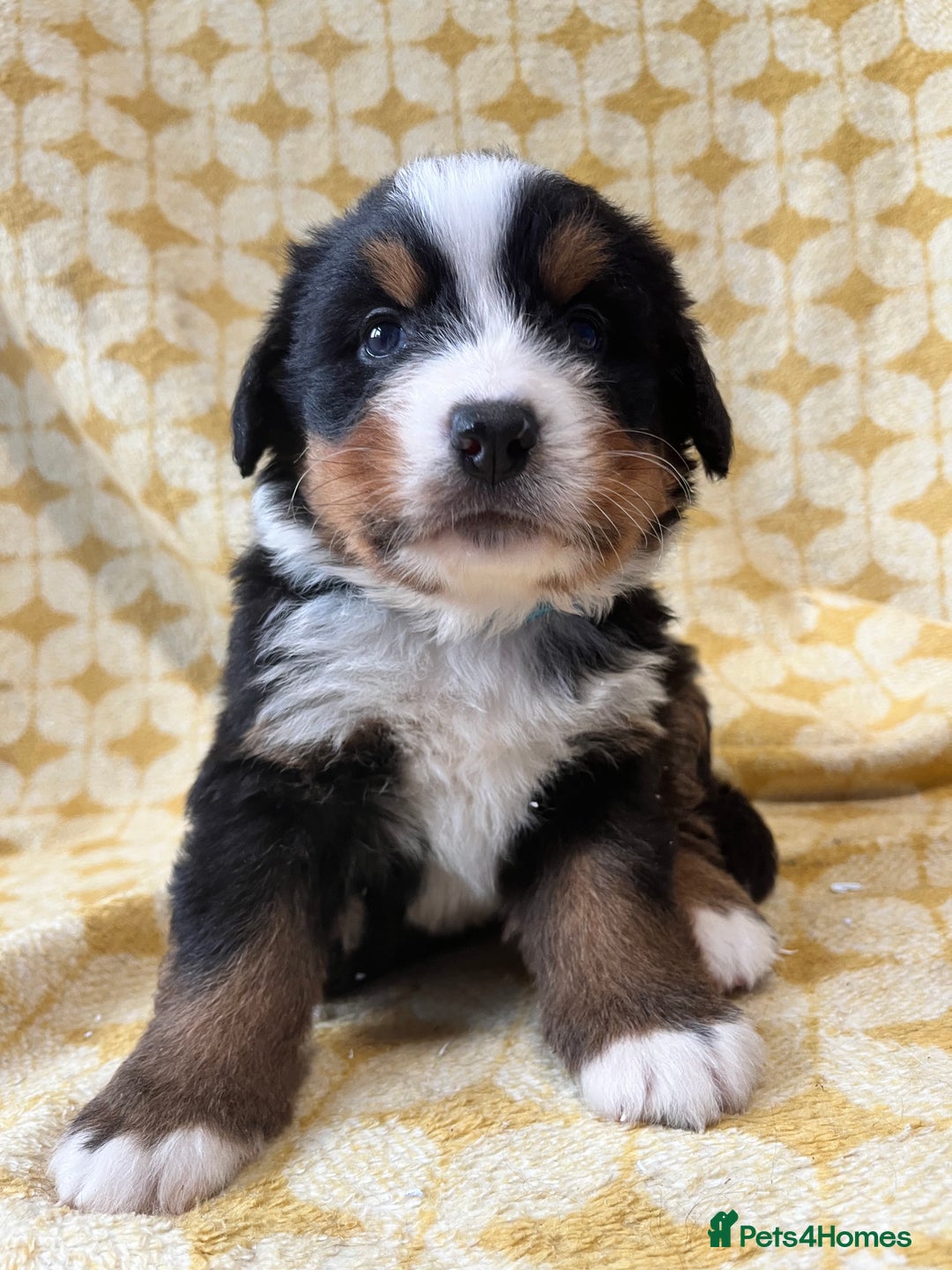 Bernese Mountain Dog dogs for sale: Kc Reg Bernese mountain dogs  - Image 5