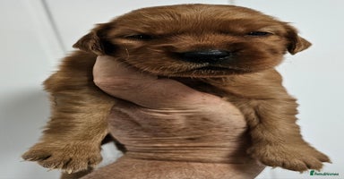 Mixed Breed dogs - Advert 16