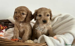 Cocker Spaniel dogs for sale: Cocker spaniel puppies - Image 4