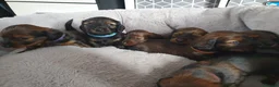 Miniature Dachshund dogs for sale: Beautiful Shaded Red Dachshund Puppies for Sale 🐶 - Advert 7