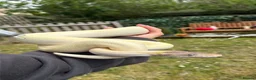 Python Snake reptiles for sale: BEL Python looking for a new home in Gloucester - Advert 8