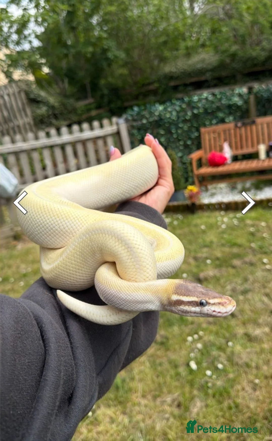 Python Snake reptiles for sale: BEL Python looking for a new home in Gloucester - Advert 8