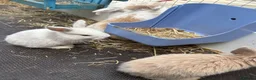 English Lop rabbits for sale: Beautiful bunnies looking for a forever home in Nuneaton - Advert 3