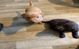 Labrador Retriever dogs for sale: Puppies - Image 4