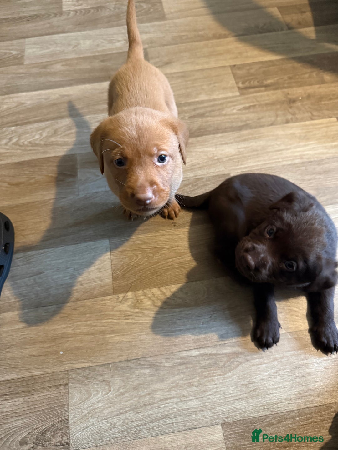 Labrador Retriever dogs for sale: Puppies - Image 4