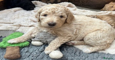 Goldendoodle dogs - Advert 16