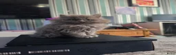 Persian cats for sale: Last female persian kittens ready now - Advert 11