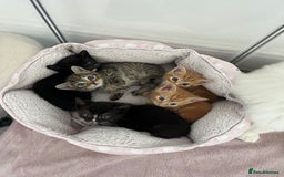 Mixed Breed cats for sale: Kittens for sale  - Advert 1