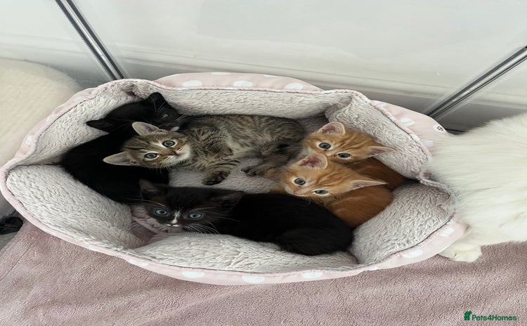 Mixed Breed cats Kittens for sale  - Advert 1