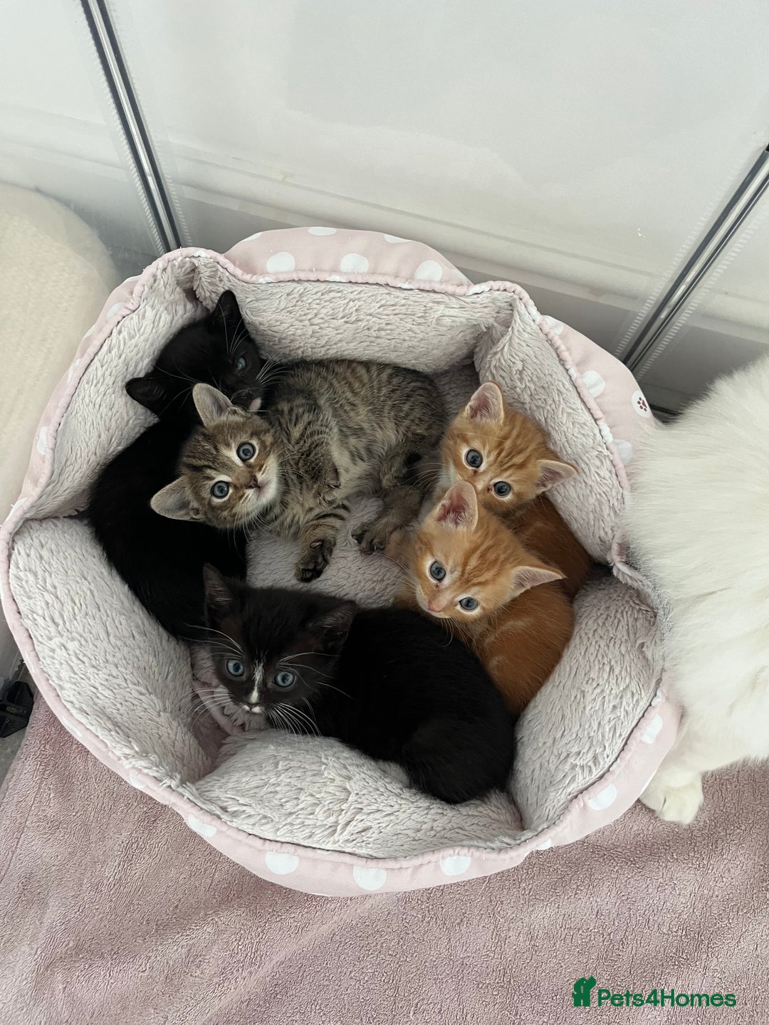 Mixed Breed cats for sale: Kittens for sale  - Advert 1