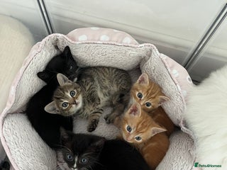 Mixed Breed cats for sale: Kittens for sale - Advert 1