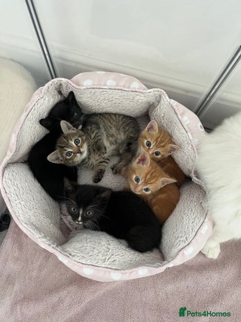 Mixed Breed cats Kittens for sale - Advert 1