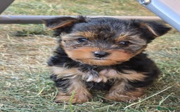 Yorkshire Terrier dogs for sale: Yorkshire Terrier teacup puppies  - Image 1