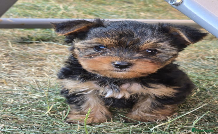 Yorkshire Terrier dogs - Advert 2