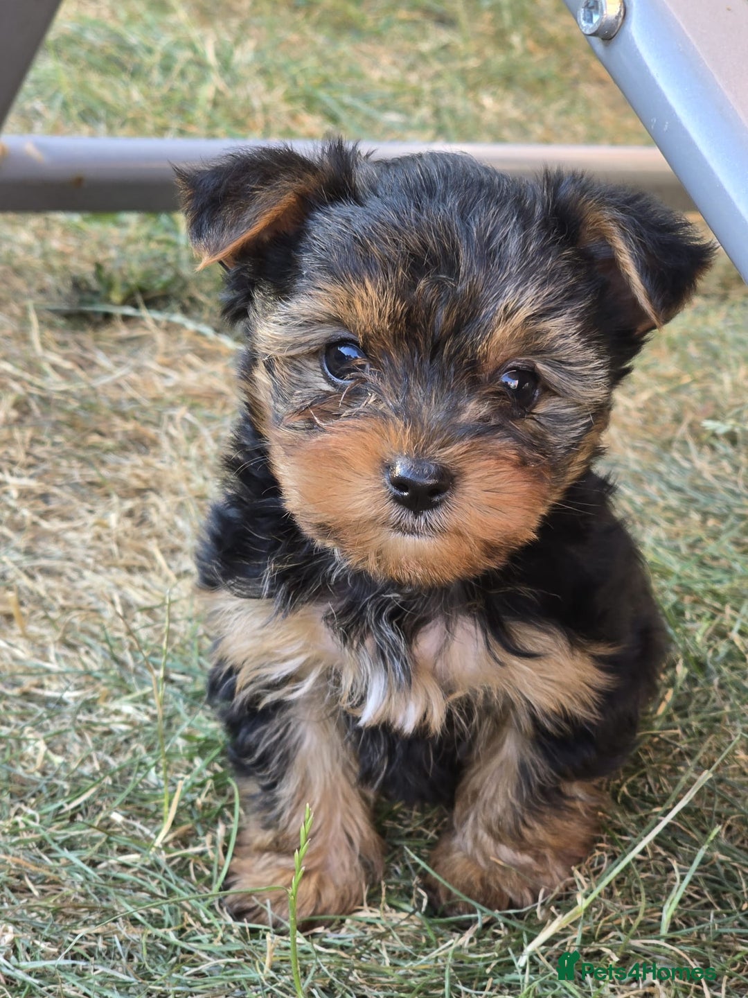 Yorkshire Terrier dogs for sale: Yorkshire Terrier teacup puppies  - Image 1