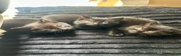 Mixed Breed cats for sale: Gorgeous kittens  - Advert 13