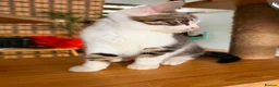 British Shorthair cats for sale: PURE BSH BOY KITTEN - ONLY £75! in Uxbridge - Advert 14