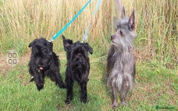 Mixed Breed dogs for sale: BUDDYBEAR - Image 3