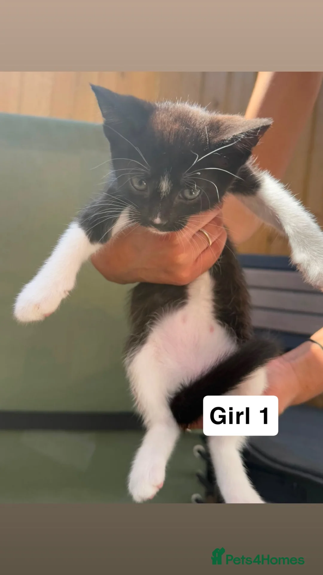 Mixed Breed cats for sale: Mixed Bengal Kittens for Sale  in Grays - Advert 2