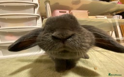Mini Lop rabbits for sale: Rabbit Mini Lop - Image 3