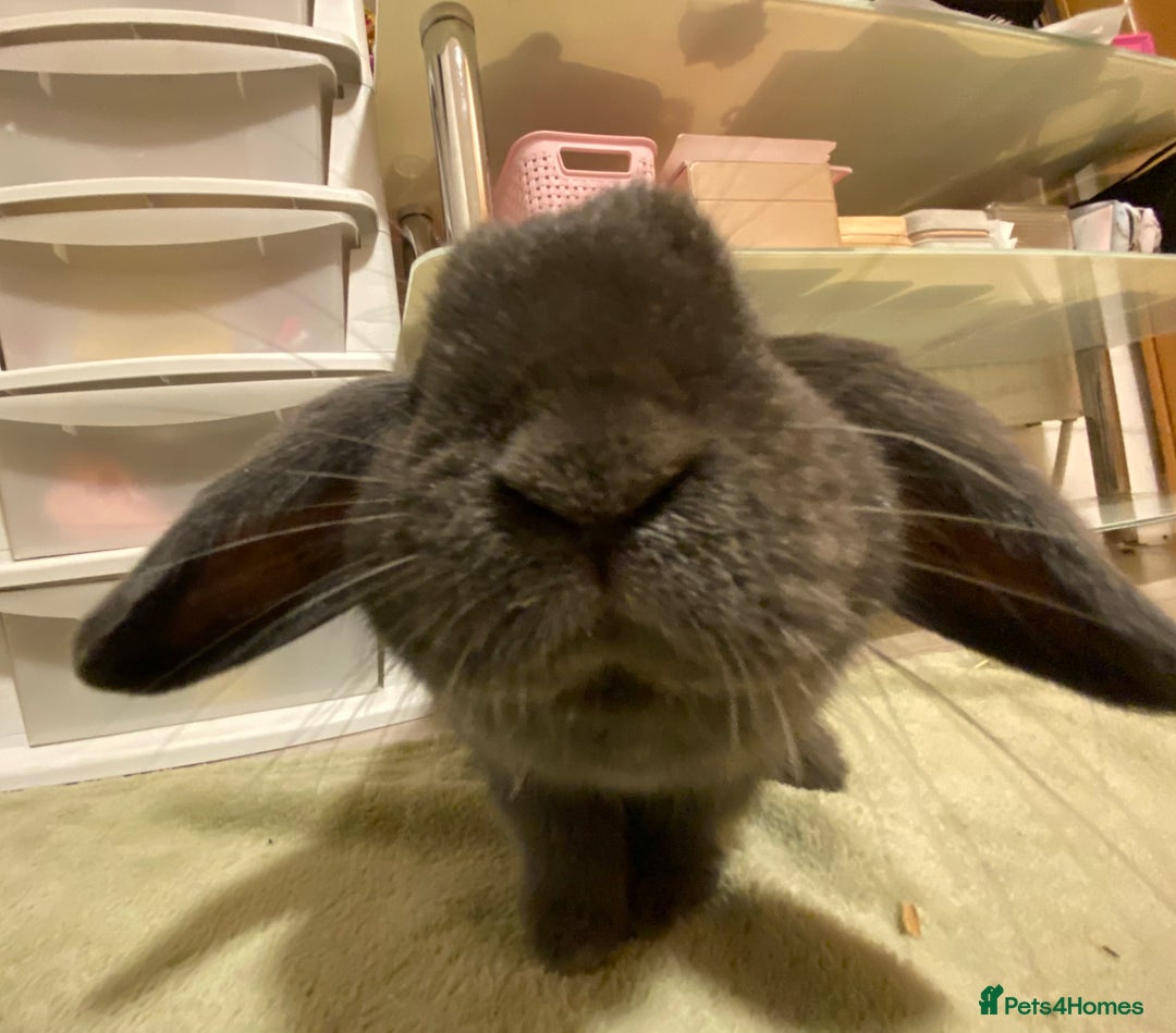 Mini Lop rabbits for sale: Rabbit Mini Lop - Image 3