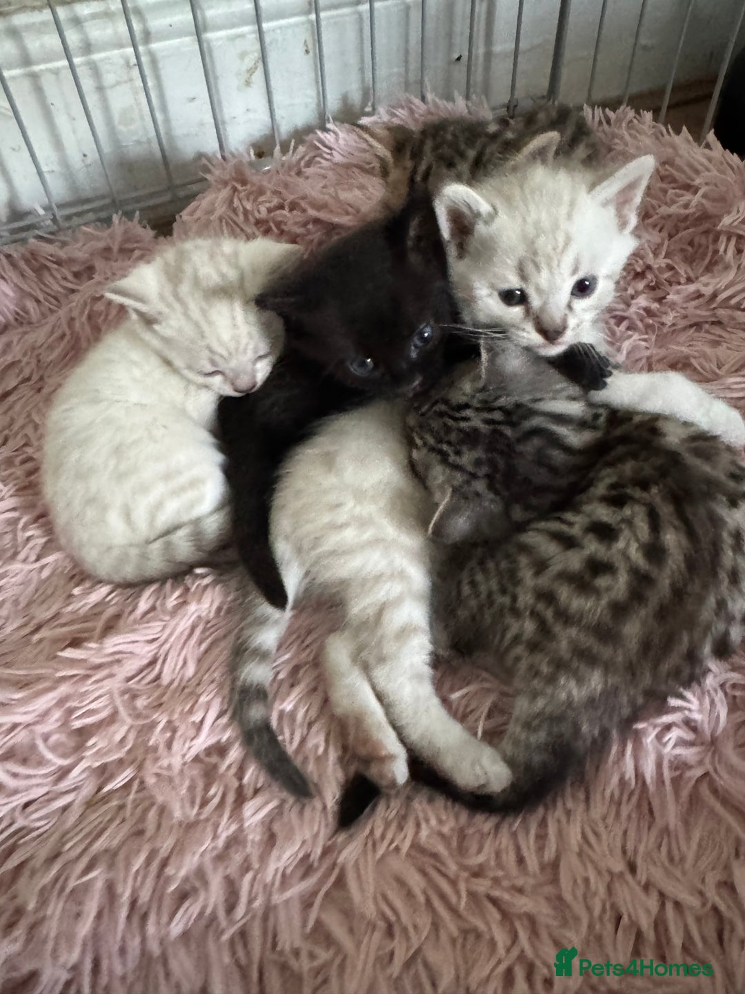 Bengal cats for sale: Beautiful Bengal Kittens - only GIRL available  - Advert 6