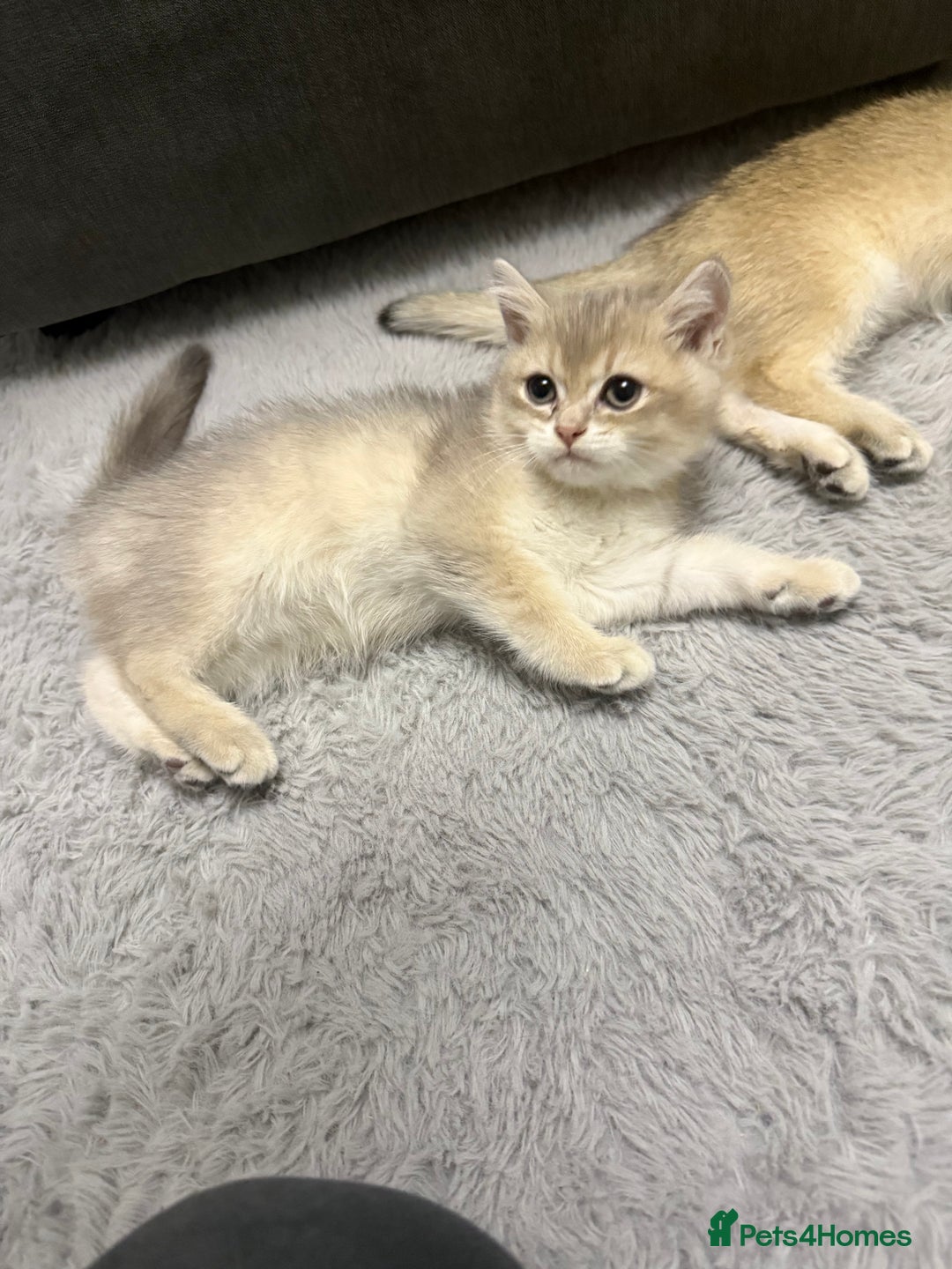 British Shorthair cats for sale: Top quality Champion Gccf british shorthair - Image 13