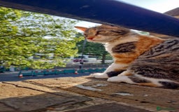 British Longhair cats for sale: Beautiful twins looking for a home free - Image 1