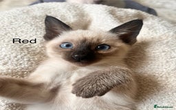 Siamese cats for sale: Human Toilet Trained! Exquisite Siamese Kittens - Image 25