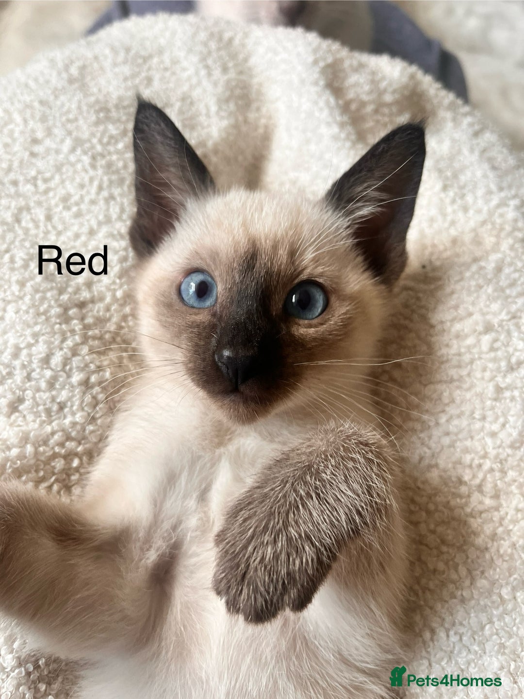 Siamese cats for sale: Human Toilet Trained! Exquisite Siamese Kittens - Image 25