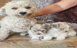 Zuchon dogs for sale: Billion frise x shizu pups 2 boys - Image 7