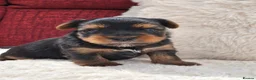 Yorkshire Terrier dogs for sale: Gorgeous boys! - Advert 4