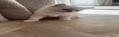 Ragdoll 2