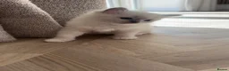 Ragdoll cats for sale: Stunning ragdoll kittens  - Advert 5