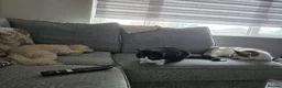 Mixed Breed cats for sale: 2 cats for re-homeing  in Manchester - Advert 3