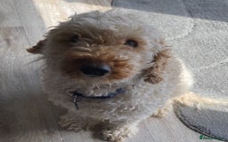 Miniature Poodle dogs for stud: For stud only proven kc reg miniature poodle  in Godalming - Image 3