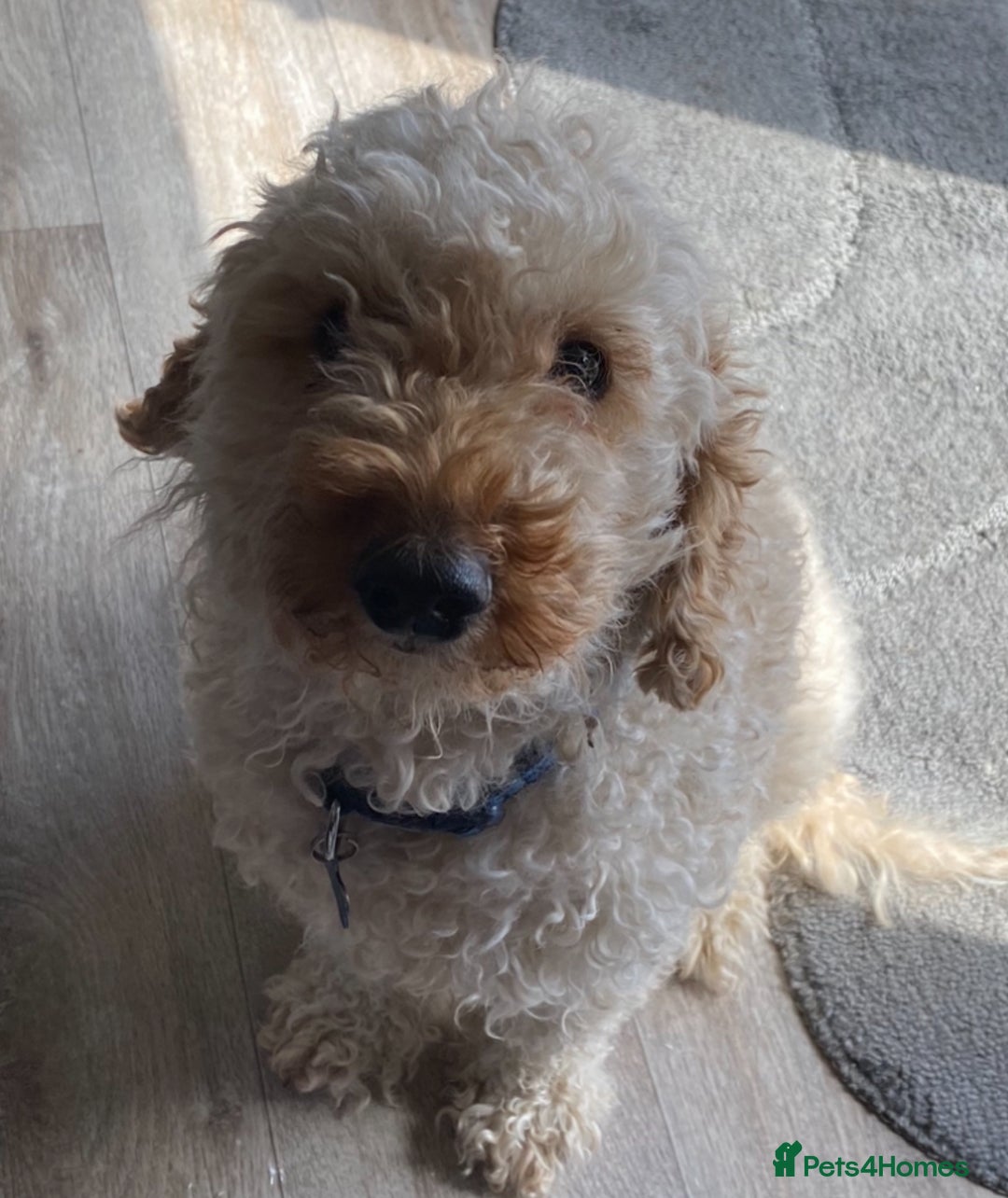 Miniature Poodle dogs for stud: For stud only proven kc reg miniature poodle  in Godalming - Image 3